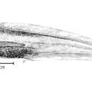 Слика од Abyssobrotula galatheae Nielsen 1977