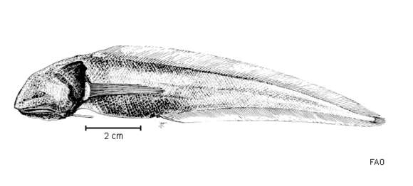 Image of Abyssobrotula