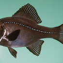 Image of Flashlight fish