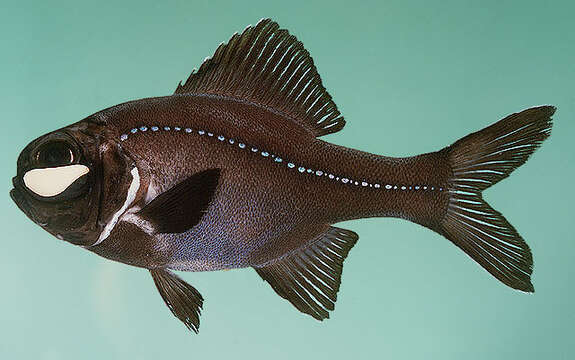 Image of Flashlight fish