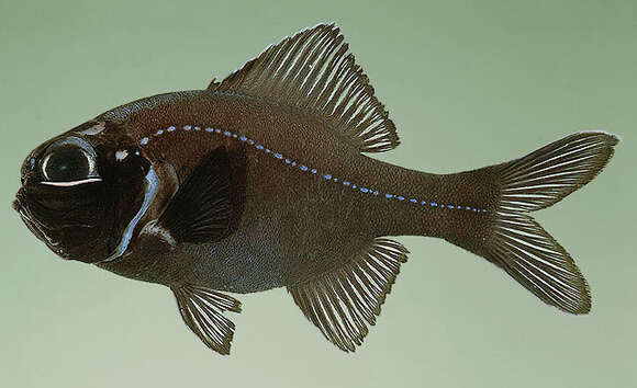 Image of Flashlight fish