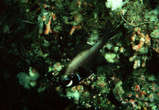 Image of Flashlight fish