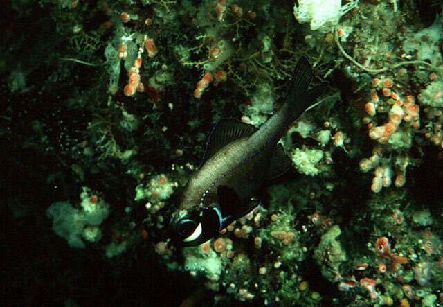 Image de Poisson-phare