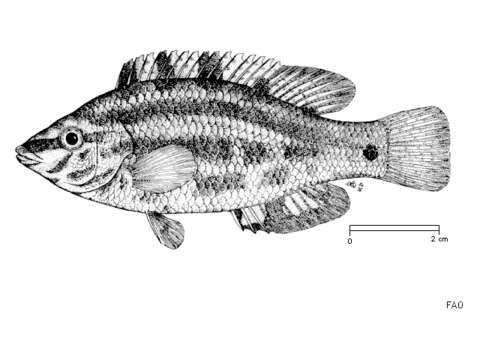 Слика од Symphodus roissali (Risso 1810)