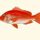Image of Southern red snapper