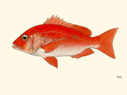 Image of Caribbean red snapper