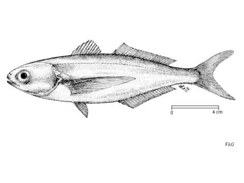 Image of Driftfish