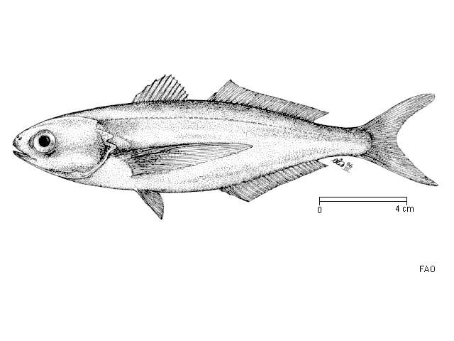 Image of Driftfish