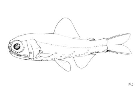 Image of Holts Lanternfish