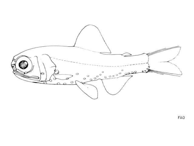 Image of Holts Lanternfish