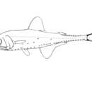Image of Cocco's Lanternfish