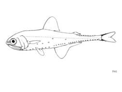 Image of Gonichthys