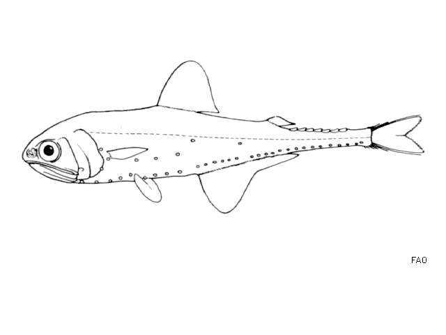 Plancia ëd Gonichthys