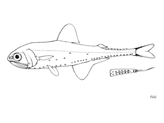 Plancia ëd Gonichthys