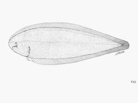 Cynoglossus semifasciatus Day 1877 resmi