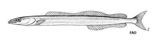 Image of Gymnammodytes