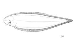 Image of Smallscale tonguesole