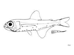 Image of Benoit's Lantern Fish