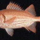 Image of Tiki soldierfish