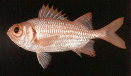 Image of Tiki soldierfish