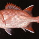 Image of Whitespot soldierfish