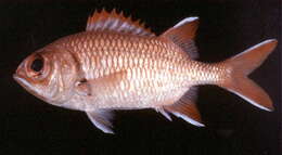 Image of Whitespot soldierfish