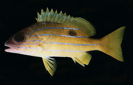 Image of Five-lined snapper