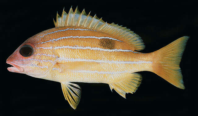 Image of Five-lined snapper