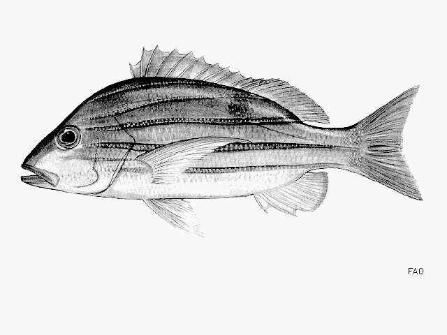 Image of Five-lined snapper