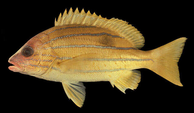 Image of Five-lined snapper