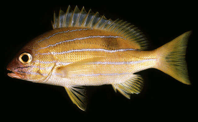 Image of Five-lined snapper