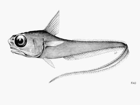 Image of Hymenocephalus