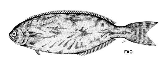 Imagem de Schedophilus medusophagus (Cocco 1839)