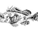 Image of Cadenat&#39;s rockfish
