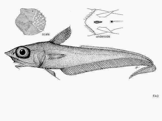 Plancia ëd Coelorinchus caelorhincus (Risso 1810)