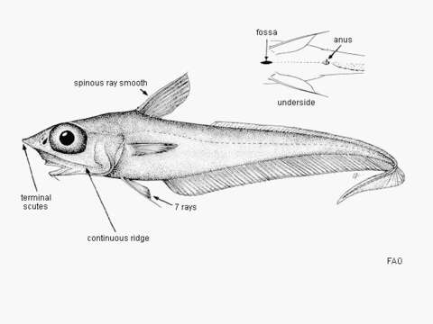 Imagem de Coelorinchus caelorhincus (Risso 1810)