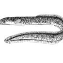 Image of Highlands long-finned eel