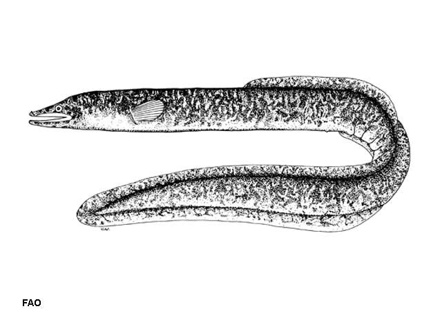 Image of Highlands long-finned eel