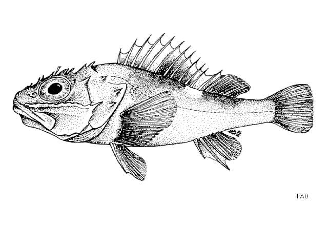 Image of Spiny scorpionfish
