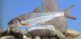 Image of Taiwan Shoveljaw Carp