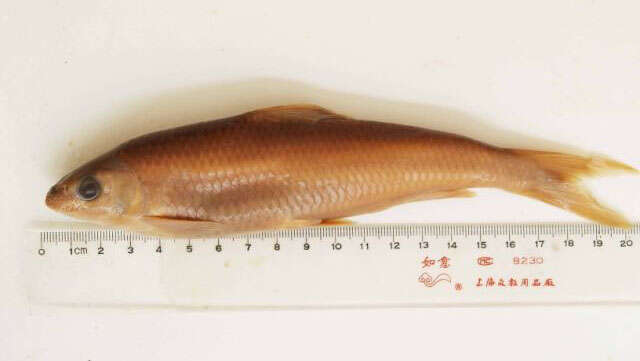 Image of Taiwan Shoveljaw Carp