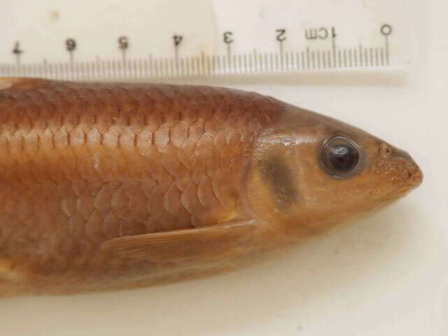 Image of Taiwan Shoveljaw Carp