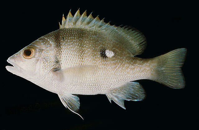 Image of Blubberlip snapper