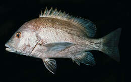 Image of Blubberlip snapper