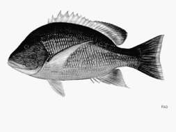 Image of Blubberlip snapper