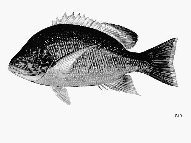 Image of Blubberlip snapper