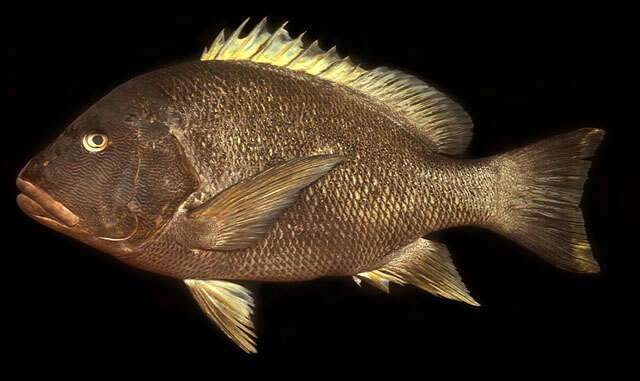 Image of Blubberlip snapper