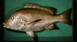 Image of Blubberlip snapper