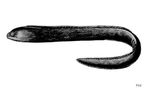 Image of Brown Moray