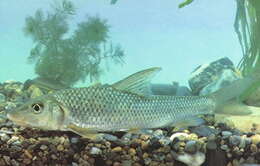 Image of Amur barbel